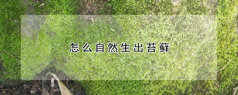 怎么自然生出苔藓