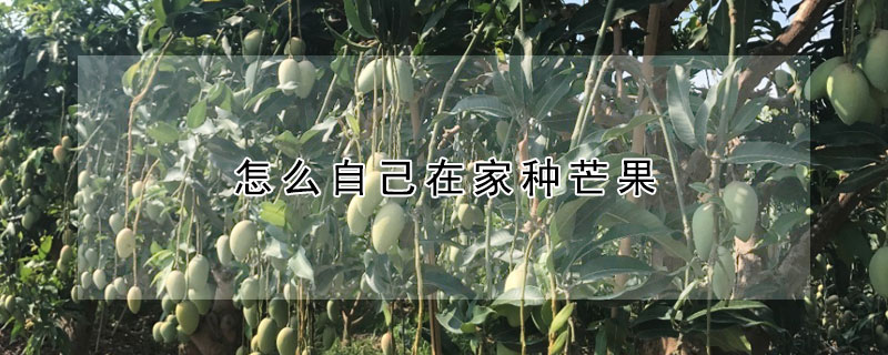 怎么自己在家种芒果