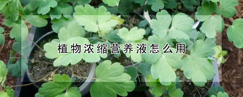 植物浓缩营养液怎么用