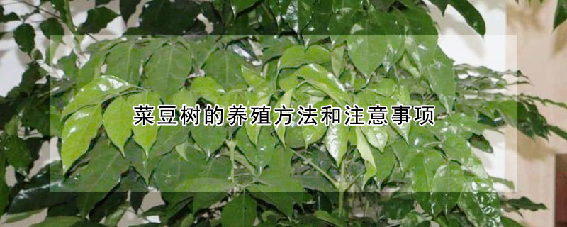 菜豆树的养殖方法和注意事项