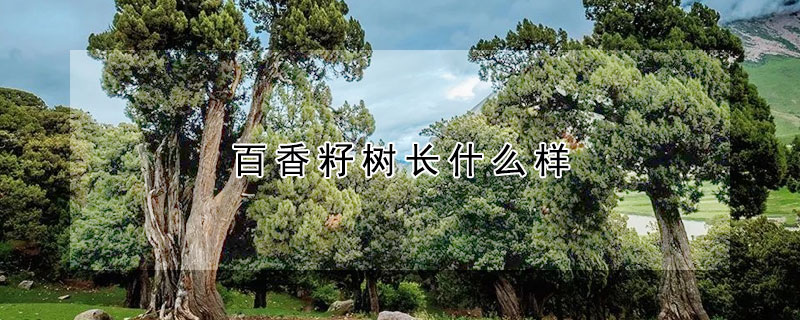 百香籽树长什么样