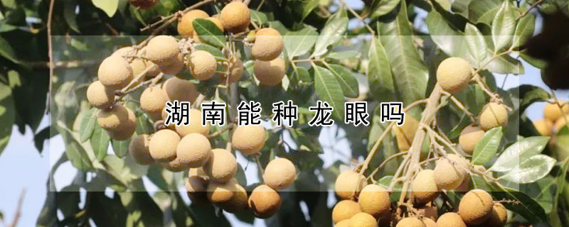 湖南能种龙眼吗