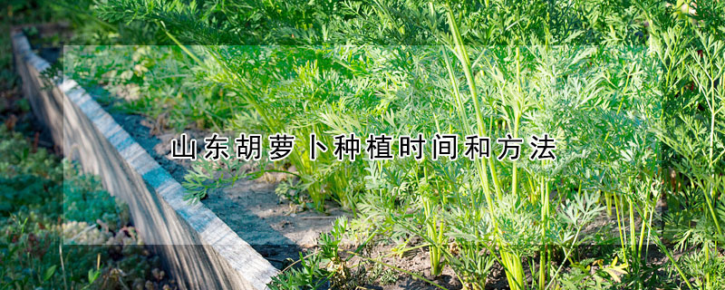 山东胡萝卜种植时间和方法