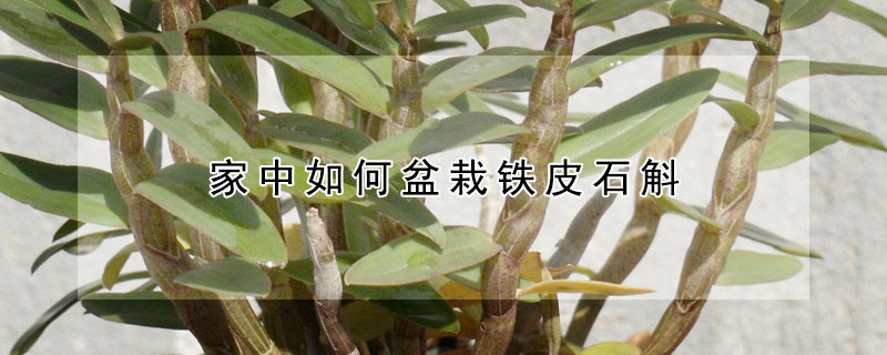 家中如何盆栽铁皮石斛