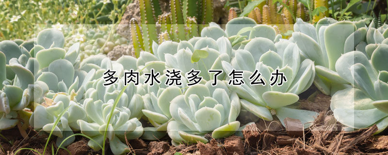 多肉水浇多了怎么办