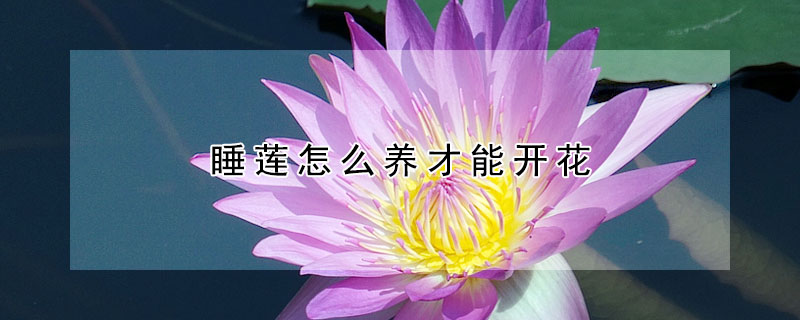 睡莲怎么养才能开花