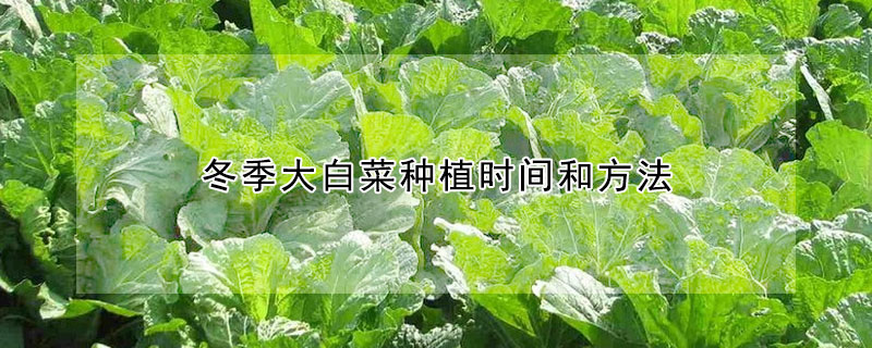 冬季大白菜种植时间和方法