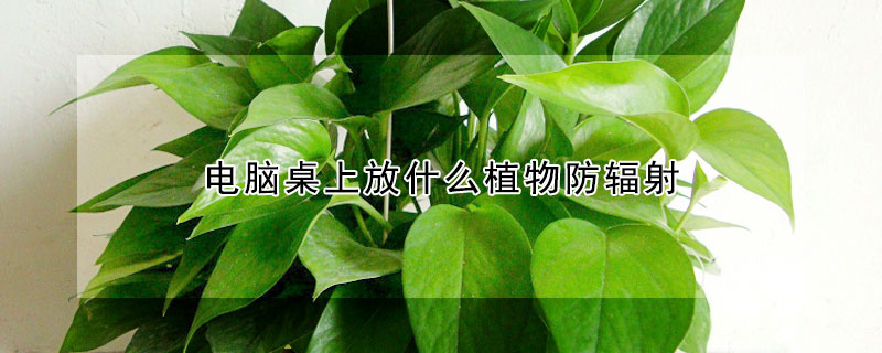 电脑桌上放什么植物防辐射