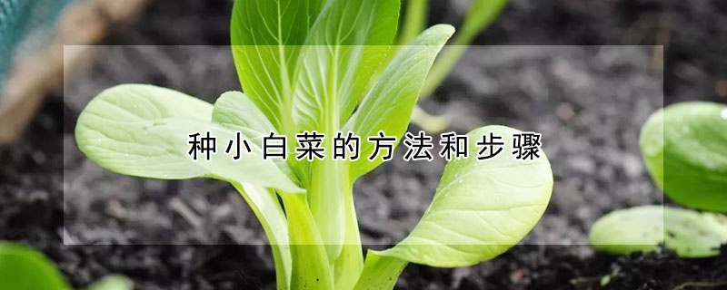 种小白菜的方法和步骤