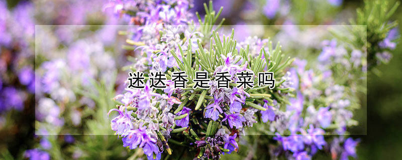 迷迭香是香菜吗