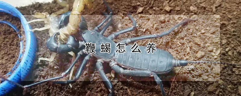 鞭蝎怎么养
