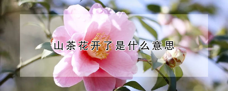 山茶花开了是什么意思