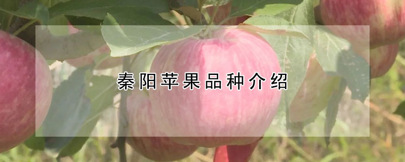 秦阳苹果品种介绍