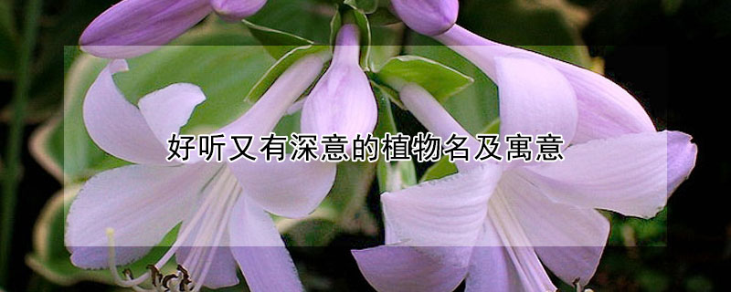 好听又有深意的植物名及寓意