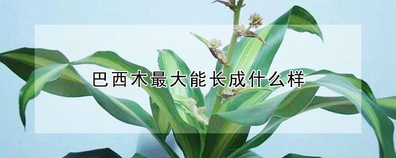 巴西木最大能长成什么样