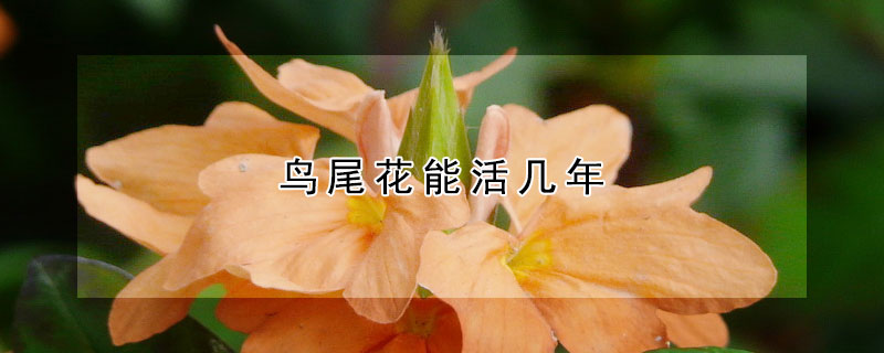 鸟尾花能活几年