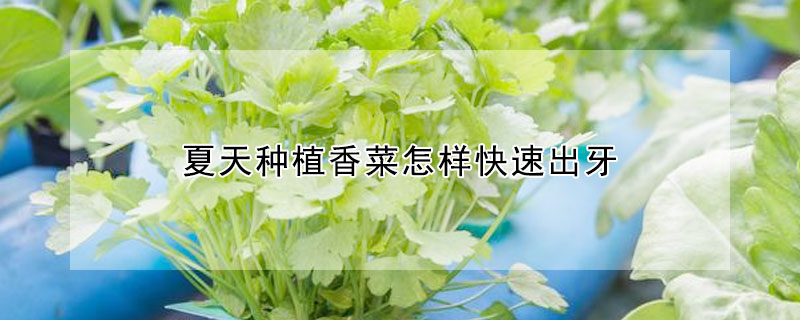 夏天种植香菜怎样快速出牙