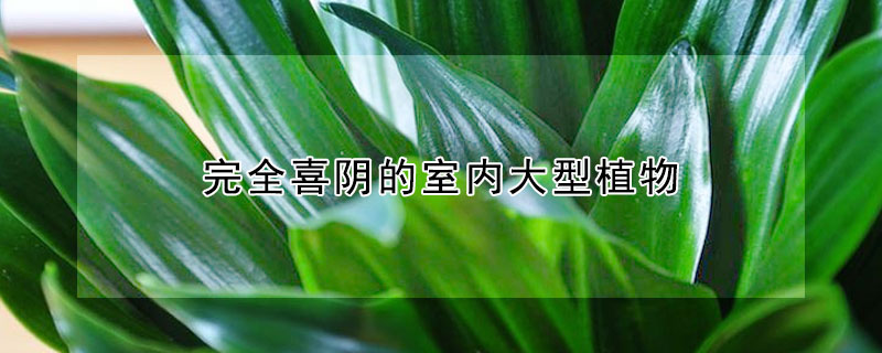 完全喜阴的室内大型植物