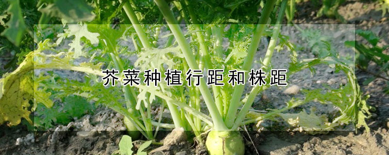 芥菜种植行距和株距