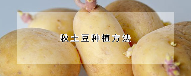 秋土豆种植方法