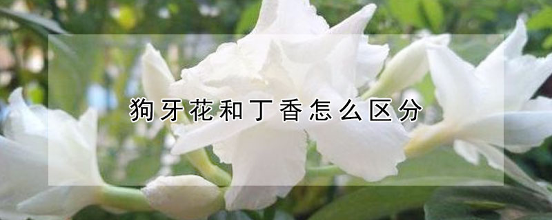 狗牙花和丁香怎么区分