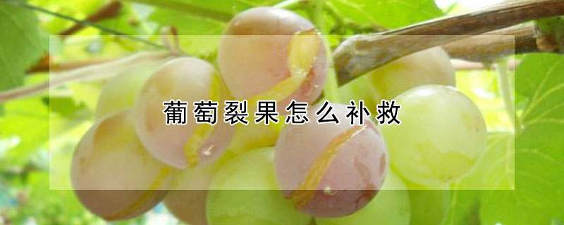 葡萄裂果怎么补救