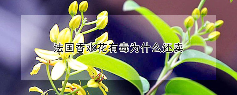 法国香水花有毒为什么还卖