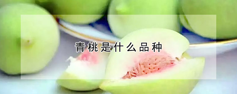 青桃是什么品种