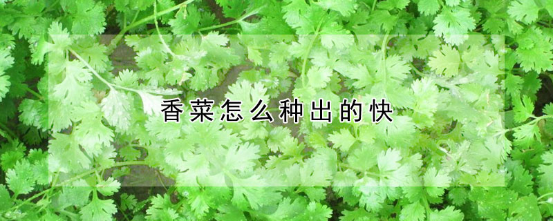 香菜怎么种出的快