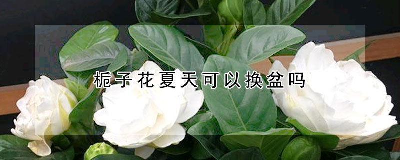 栀子花夏天可以换盆吗