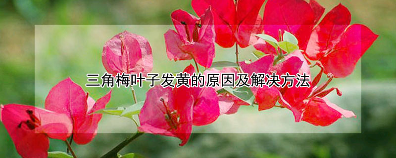 三角梅叶子发黄的原因及解决方法