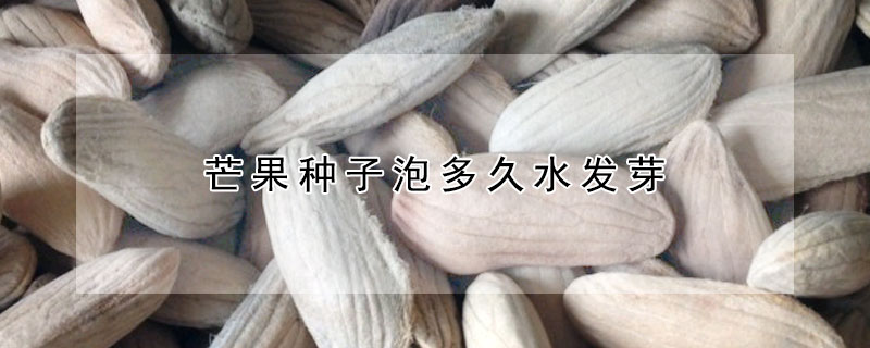 芒果种子泡多久水发芽