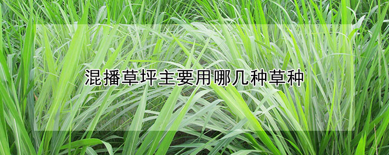 混播草坪主要用哪几种草种