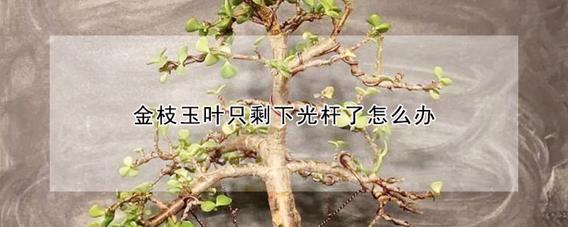 金枝玉叶只剩下光杆了怎么办