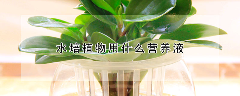 水培植物用什么营养液