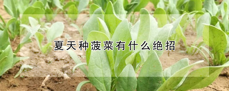 夏天种菠菜有什么绝招