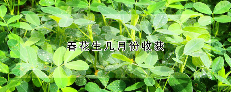 春花生几月份收获