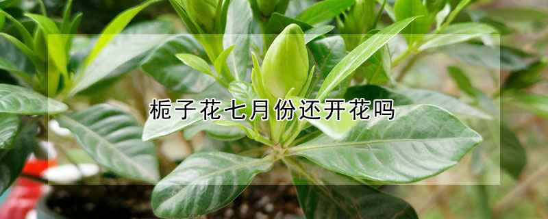 栀子花七月份还开花吗