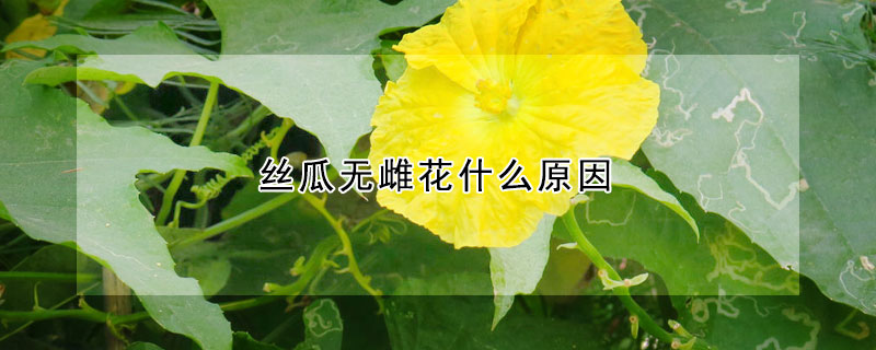 丝瓜无雌花什么原因