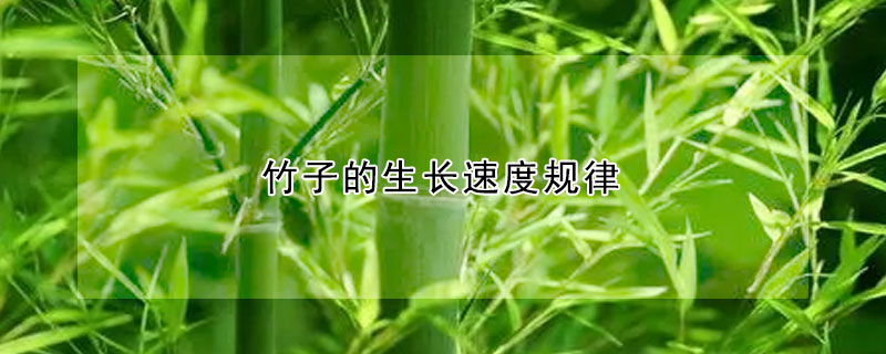 竹子的生长速度规律