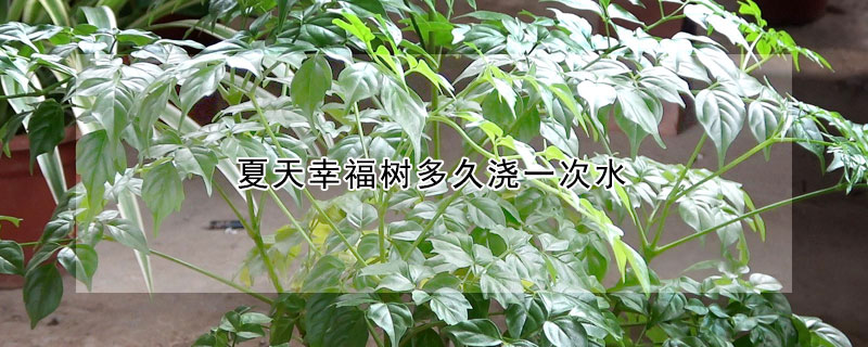 夏天幸福树多久浇一次水