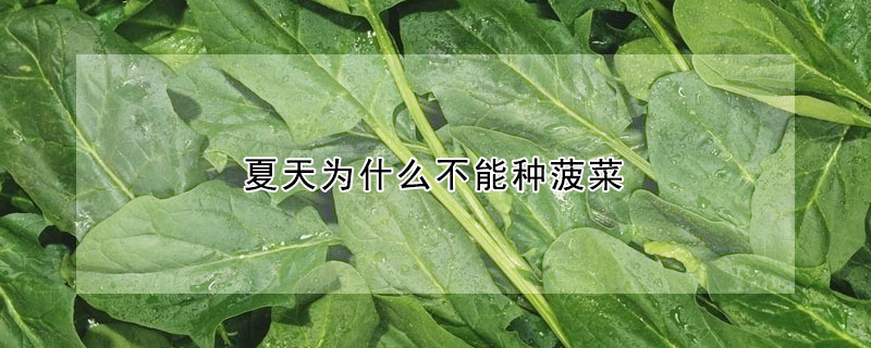 夏天为什么不能种菠菜