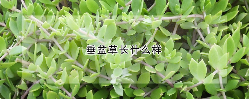 垂盆草长什么样