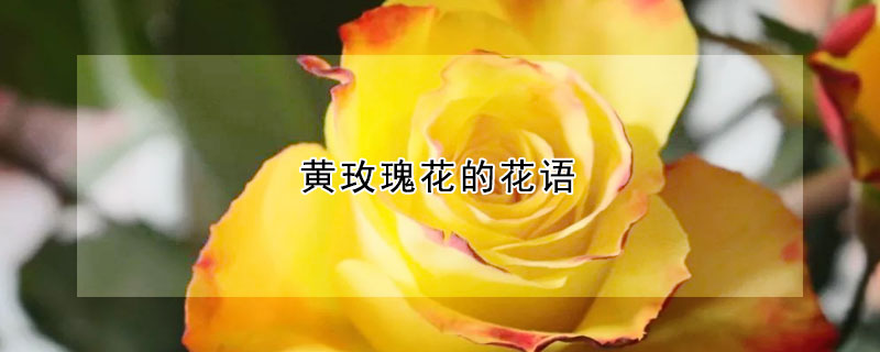 黄玫瑰花的花语