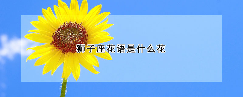 狮子座花语是什么花