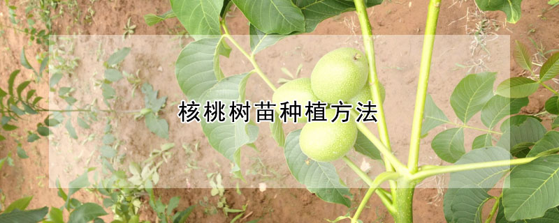 核桃树苗种植方法