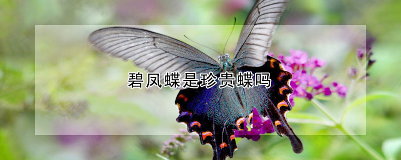 碧凤蝶是珍贵蝶吗