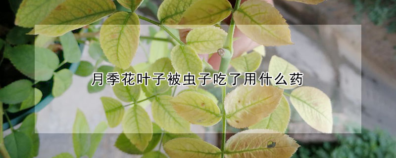 月季花叶子被虫子吃了用什么药