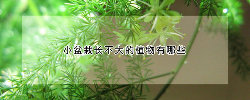 小盆栽长不大的植物有哪些