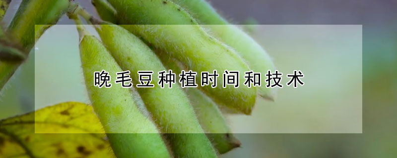 晚毛豆种植时间和技术